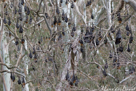 flying foxes